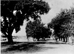 A tree-lined avenue