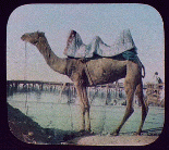 A saddled camel