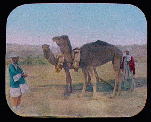 Camels and their handlers